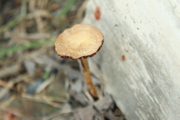 A wild mushroom growing in nature backyard.