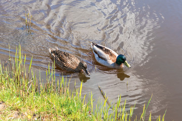 Male and female mallard duck swimming on a pond while looking for food