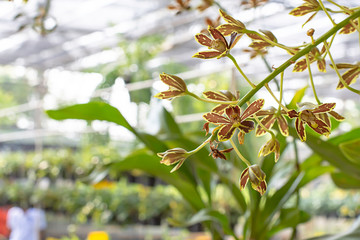 Beautiful Brown Gramato Orchid and patterned spots Background blurred leaves in the garden.