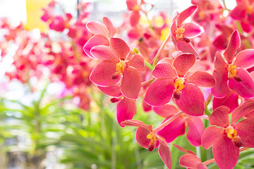 Beautiful Red Filipino Orchid Background blurred leaves in the garden.