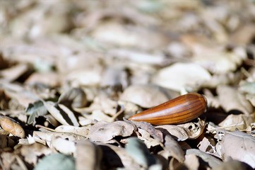 SEMILLA