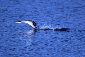 Obraz premium Running on water too.