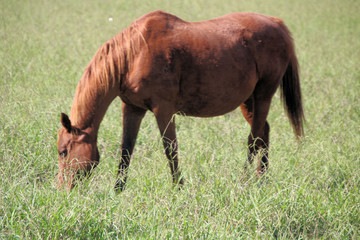 Naklejka na ściany i meble Brown Horse Eating Grass in a Field