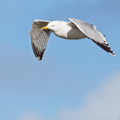 Herring Gull, (Larus argentatus) adult in flight, Newlyn, Cornwall, England, UK.