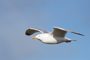Herring Gull, (Larus argentatus) adult in flight, Newlyn, Cornwall, England, UK.