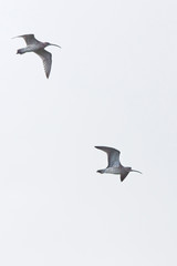Eurasian Curlew (Numenius arquata), two adults in flight, Cornwall, England, UK.