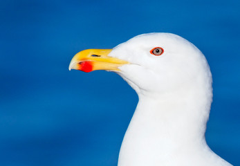 Great Black-backed Gull, (Larus marinus), adult head-shot, Newlyn, Cornwall, England, UK.