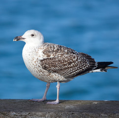Great Black-backed Gull, (Larus marinus), adult, standing, Newlyn, Cornwall, England, UK.