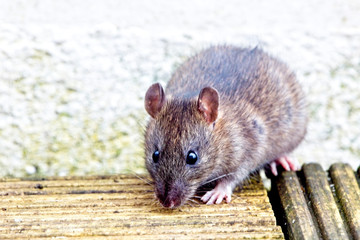Young Brown Rat, (Rattus norvegicus), Penzance, Cornwall, England, UK.