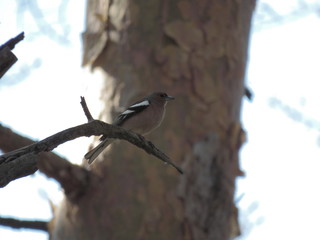 The bird sits on a tree branch in the forest.The bird sings.Sitting on a branch.Bird posing.