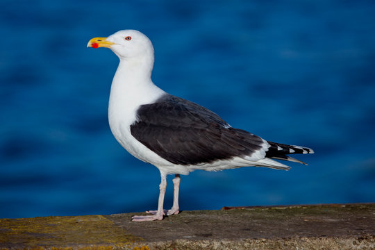 Great Black-backed Gull, (Larus marinus), adult, standing, Newlyn, Cornwall, England, UK.