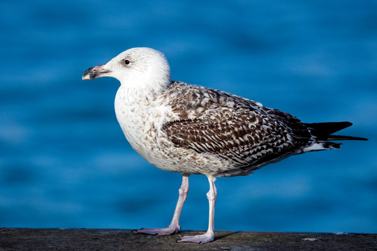 Great Black-backed Gull, (Larus marinus), adult, standing, Newlyn, Cornwall, England, UK.