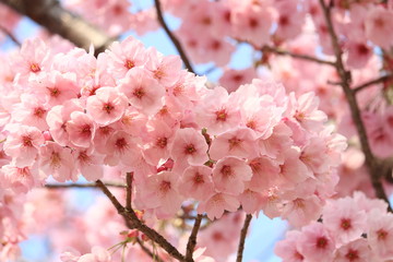 sakura