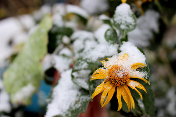  Flower_Snow