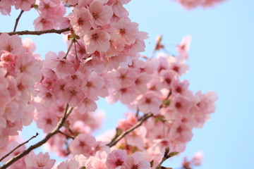 sakura