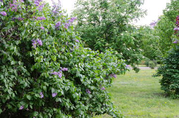 Fototapeta na wymiar Spring purple violet flowers on bush of lilac
