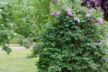 Fototapeta na wymiar Spring lilac bush