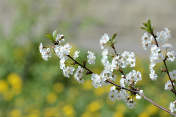 Blooming cherry tree on a sunny spring day