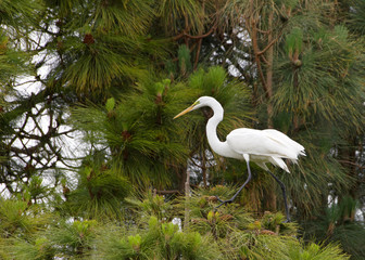 Great Egret, also know as the common egret, perched in a Ponderosa Pine tree looking to viewers left, walking on tree branches