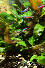 Fishes aquarium and green leaves of plants.