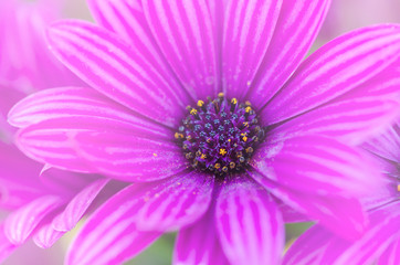 Fototapeta premium Purple chrysanthemum with blurred pattern background