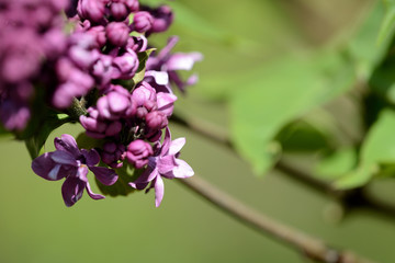 Lilac bush starts to bloom in the garden on a bright spring day