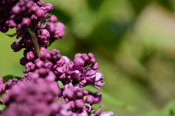 Fototapeta premium Lilac bush starts to bloom in the garden on a bright spring day