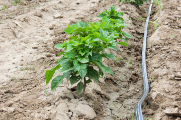 Drip Irrigation of Pepper Seedlings in open sky.  the water-hose for drip irrigation