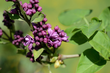 Lilac bush starts to bloom in the garden on a bright spring day