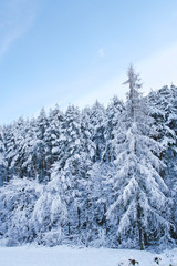 Winter morning in the forest.