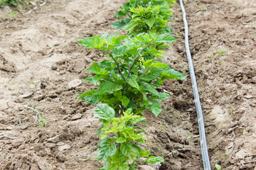 Drip Irrigation of Pepper Seedlings in open sky.  the water-hose for drip irrigation