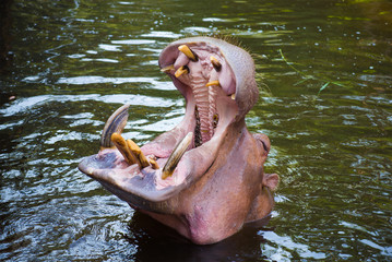 The head of a hippopotamus with an open mouth close up