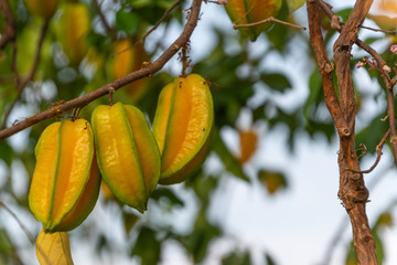 Star Fruit,Star apple, Carambola, Averrhoa carambola, Fruit in Thailand