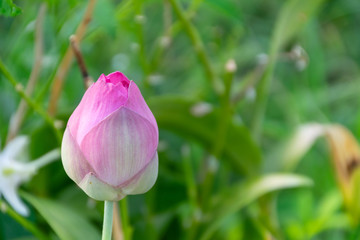 Beautiful blossoming lotus in summer