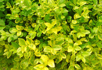 Fototapeta na wymiar Texture of tropical leaves. Colorful leaves, horizontal photo, background