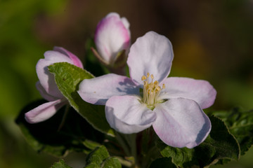 Apple flower on a branch in the garden close-up.