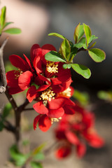 Blooming branch of Japanese quince. Spring, may.
