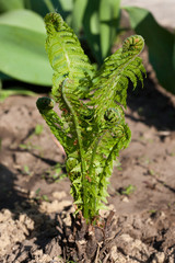 Polypodióphyta. A small sprout of a fern in the ground in the street, spring, may