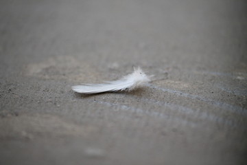 white feather in the snow