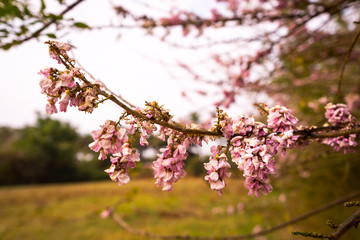 Pink Blossom Flowers. Flowering branch of tropical plant. Bright pink blooms. Gentle pink flowers on green leaf background.