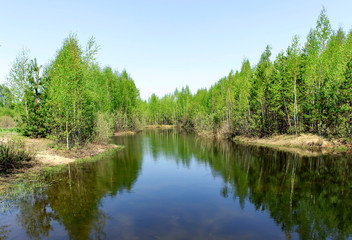 Fototapeta na wymiar Forest lake shore landscape in sunny day. Summer forest lake shore panorama. Forest lake shore view.