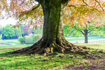 large old tree growing in british park