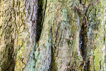 background texture of large old tree growing in british park