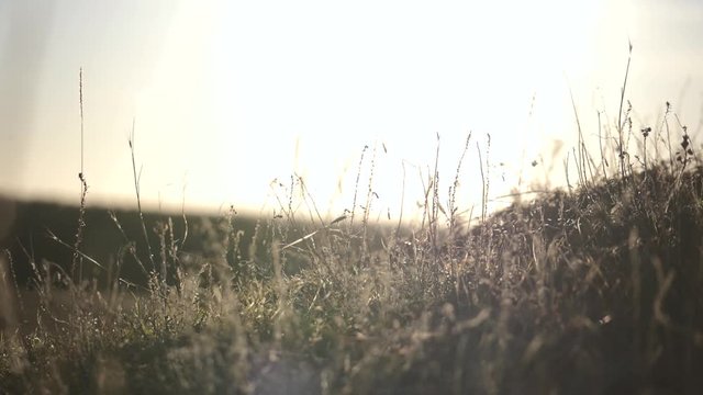 Dog runs on the grass in the sun. Beautiful dog at sunset.