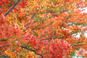 Red flamboyant royal poinciana flower in full blossom for summer season background for design work