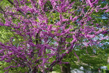 Pink flowers on a tree trunk