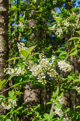 The snow-white flowers of the bird cherry against the background of spring greens.