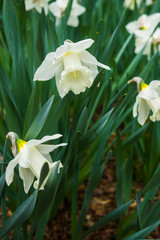 Beautiful white daffodils in early spring in a flower bed in the garden.