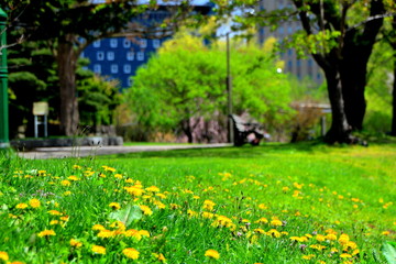 札幌中島公園のタンポポの咲く風景