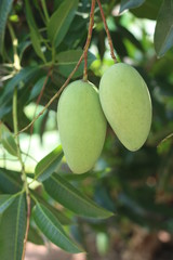 mango on tree
